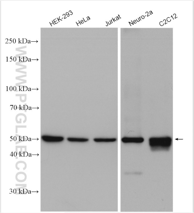 EEF1A1 Antibody in Western Blot (WB)