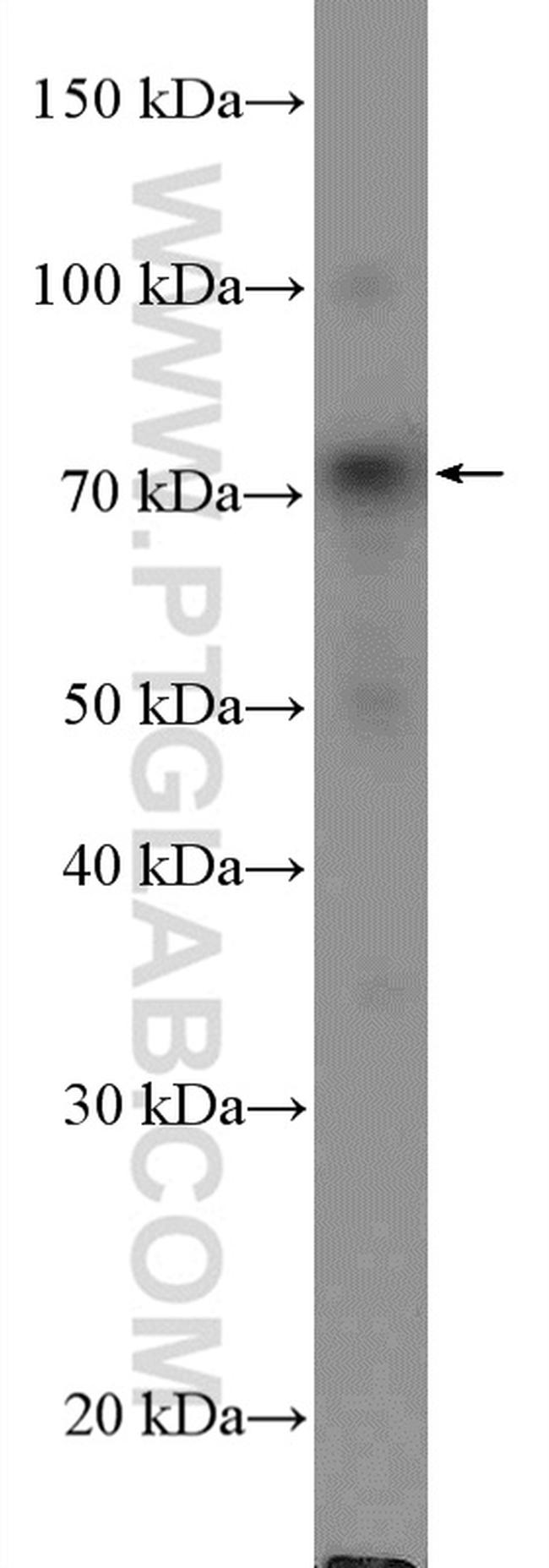 MELK Antibody in Western Blot (WB)