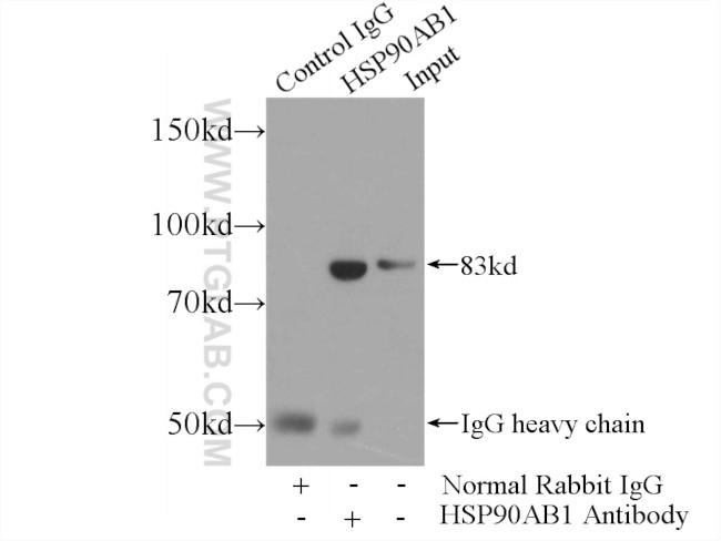 HSP90AB1 Antibody in Immunoprecipitation (IP)