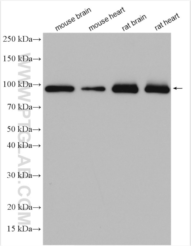 HSP90AB1 Antibody in Western Blot (WB)