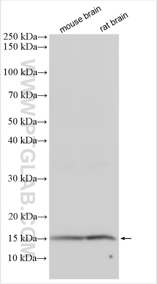 LYPD1 Antibody in Western Blot (WB)