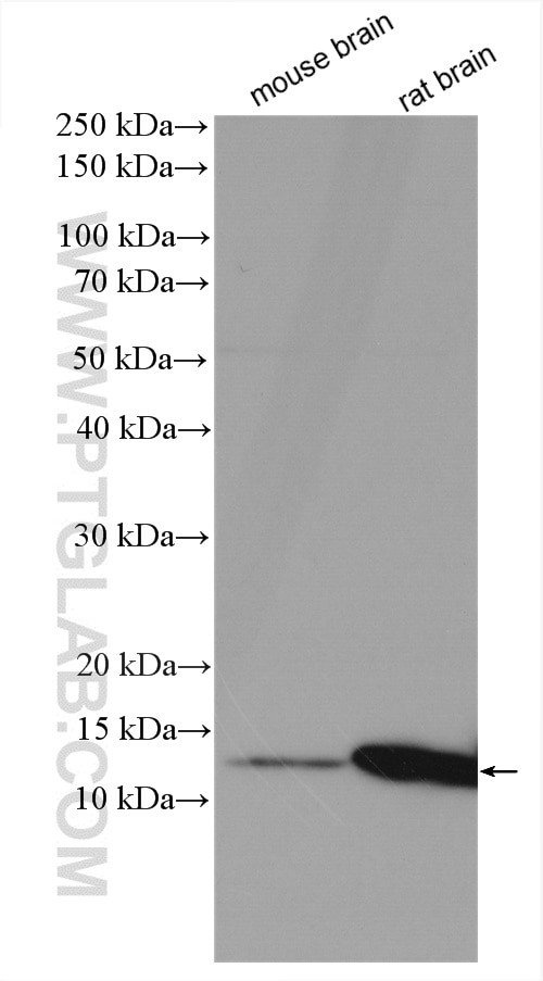 COX7A2L Antibody in Western Blot (WB)