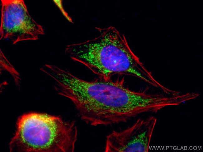 COX5B Antibody in Immunocytochemistry (ICC/IF)