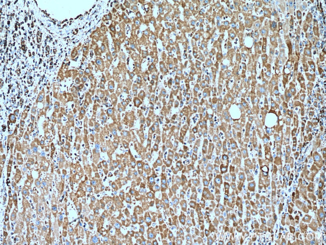 COX5B Antibody in Immunohistochemistry (Paraffin) (IHC (P))