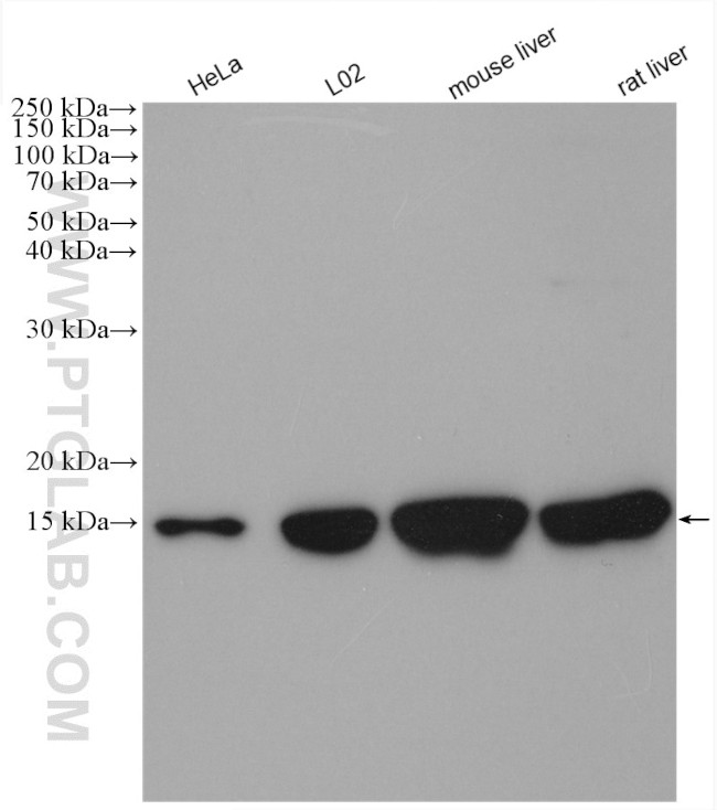 COX5B Antibody in Western Blot (WB)