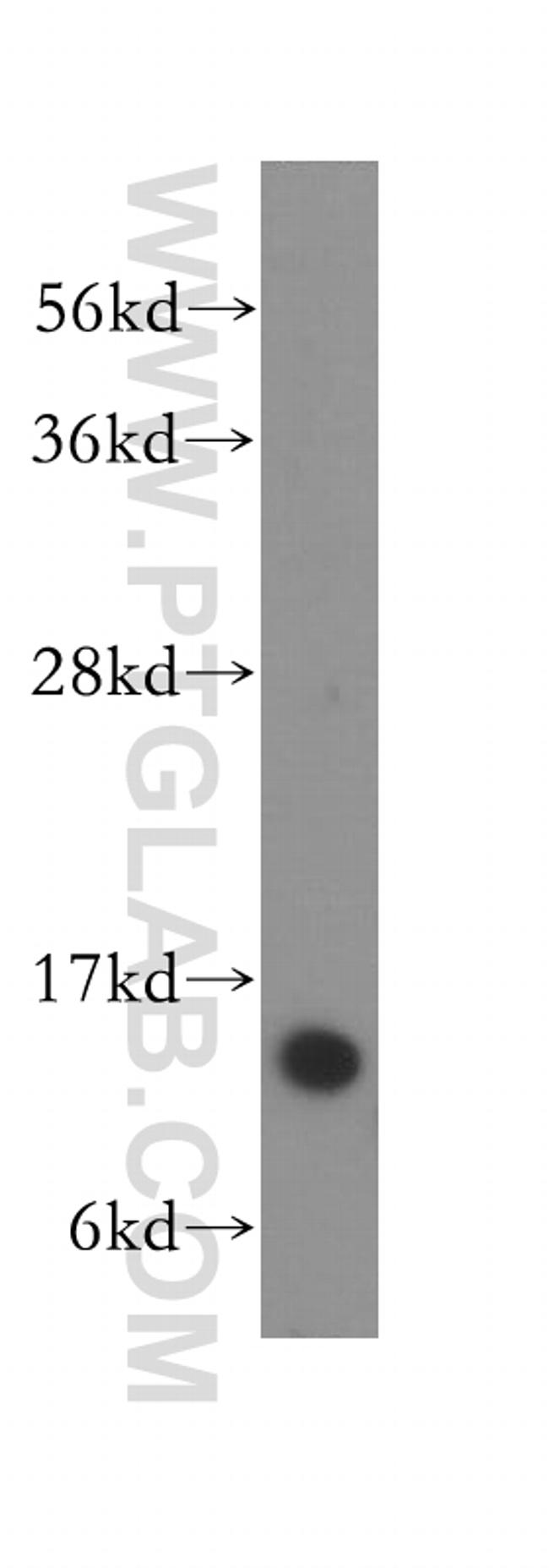 COX5B Antibody in Western Blot (WB)