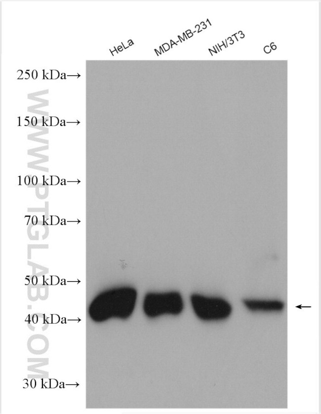 HAT1 Antibody in Western Blot (WB)