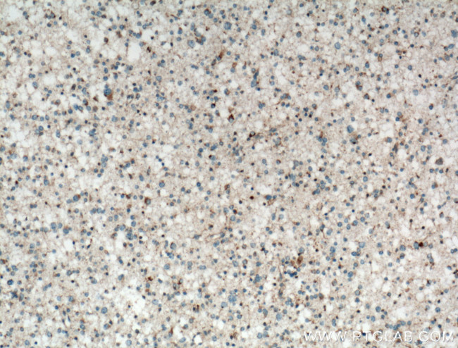 RAB24 Antibody in Immunohistochemistry (Paraffin) (IHC (P))