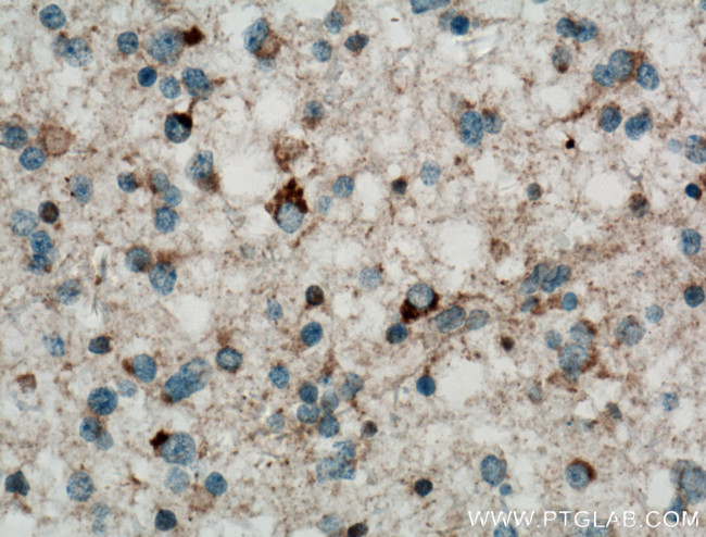 RAB24 Antibody in Immunohistochemistry (Paraffin) (IHC (P))