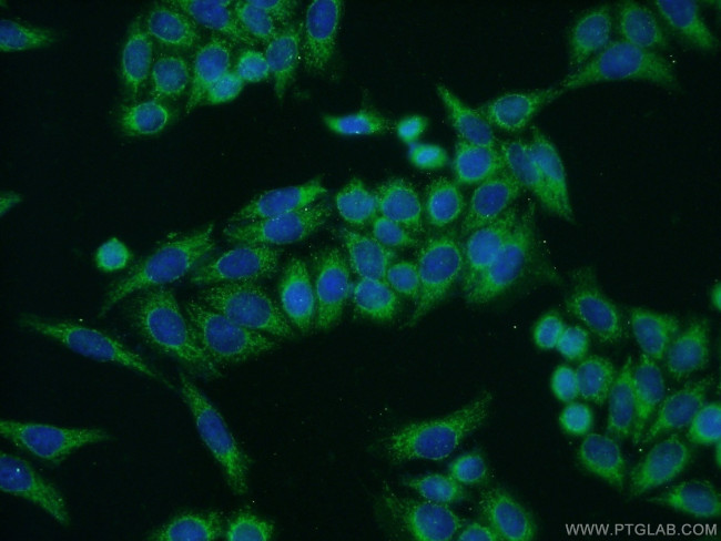 COX5A Antibody in Immunocytochemistry (ICC/IF)