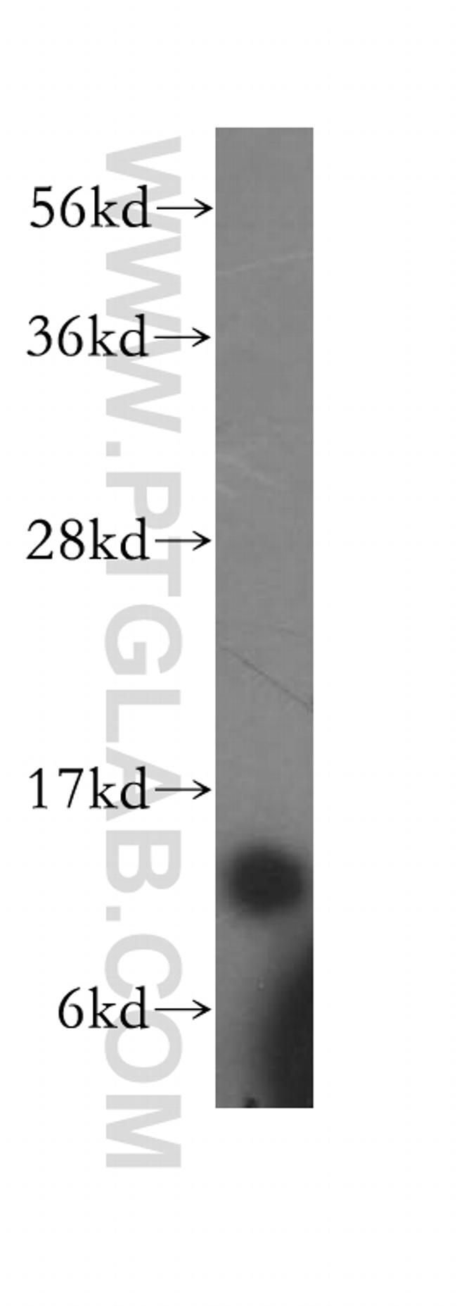 COX5A Antibody in Western Blot (WB)