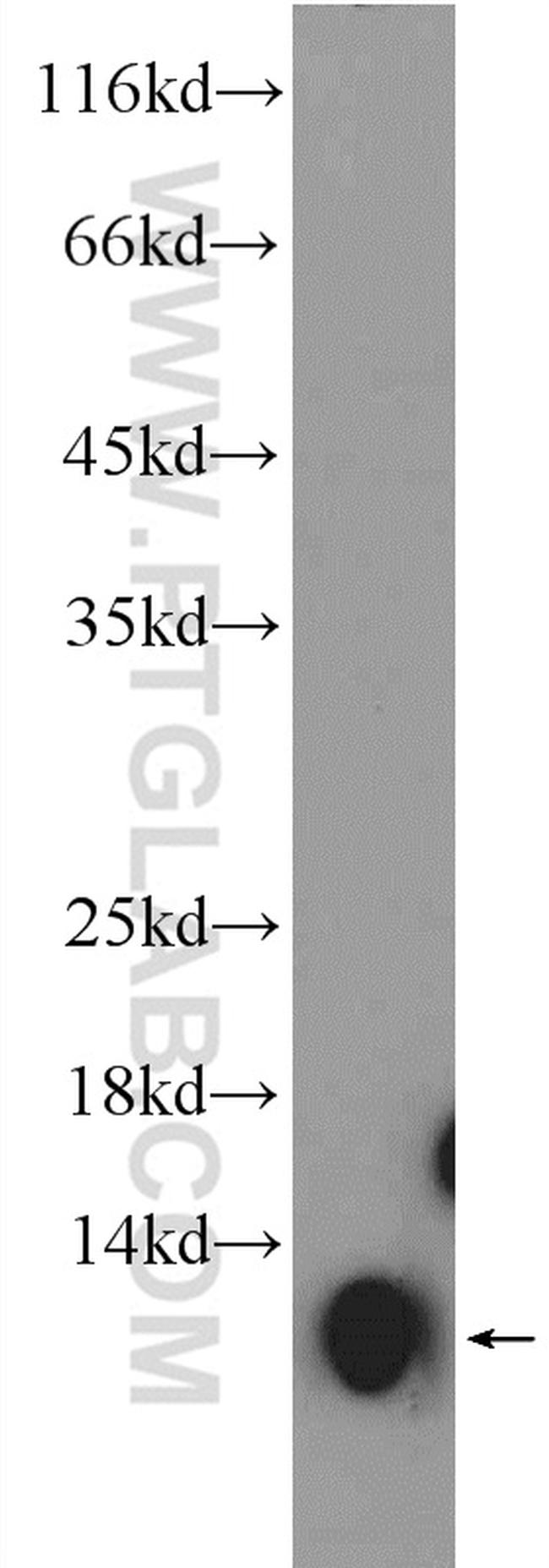 COX5A Antibody in Western Blot (WB)