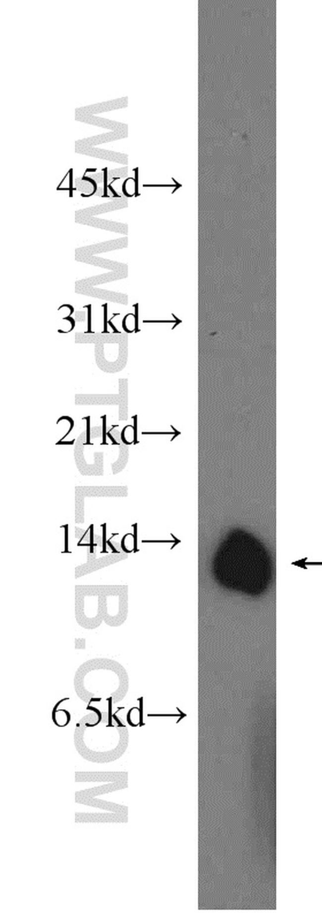 COX5A Antibody in Western Blot (WB)