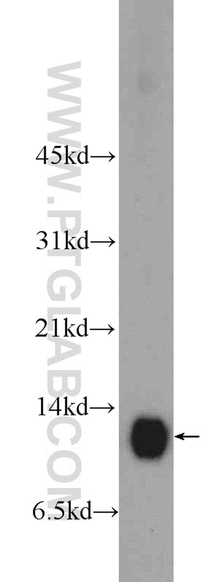 COX5A Antibody in Western Blot (WB)