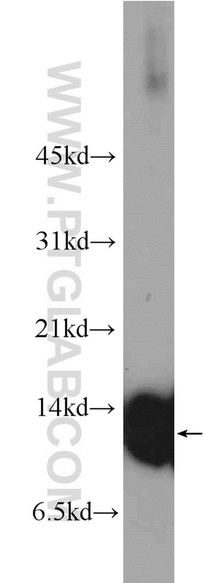 COX5A Antibody in Western Blot (WB)