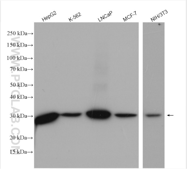 NQO1 Antibody in Western Blot (WB)