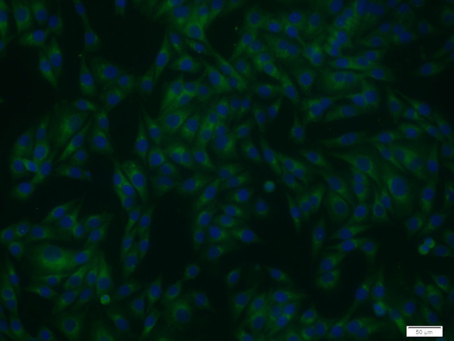 STXBP1 Antibody in Immunocytochemistry (ICC/IF)