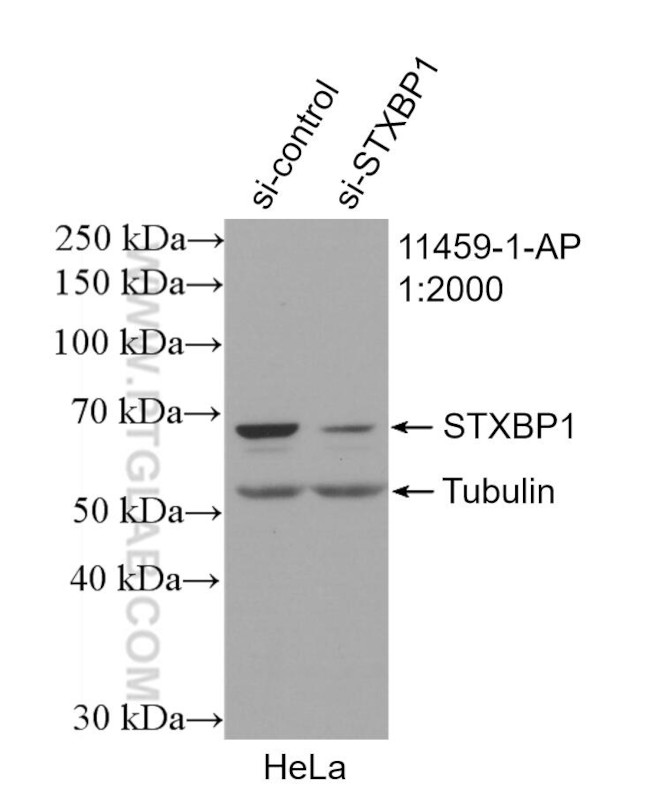 STXBP1 Antibody in Western Blot (WB)