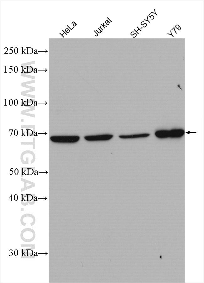 STXBP1 Antibody in Western Blot (WB)