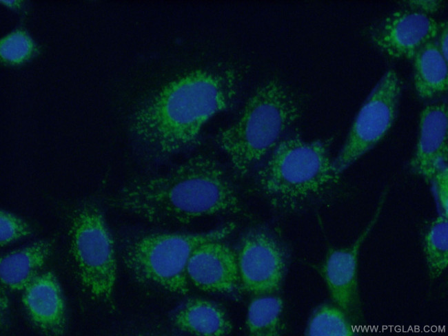 COX6A1 Antibody in Immunocytochemistry (ICC/IF)