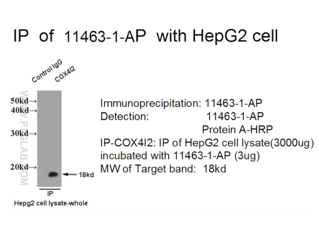 COX4I2 Antibody in Immunoprecipitation (IP)