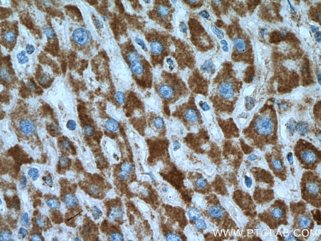 COX17 Antibody in Immunohistochemistry (Paraffin) (IHC (P))