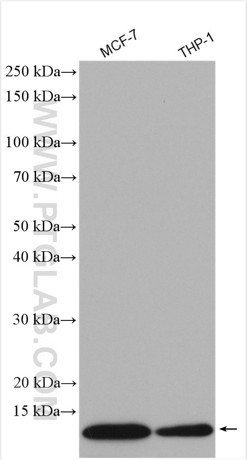 COX17 Antibody in Western Blot (WB)