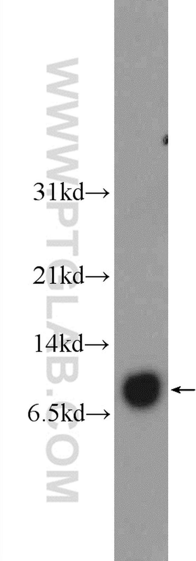 COX17 Antibody in Western Blot (WB)