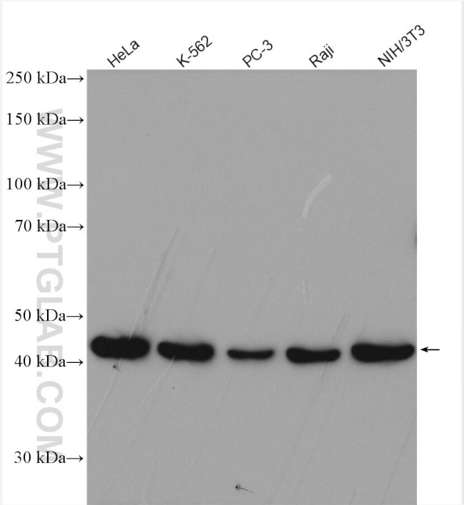 ADRM1 Antibody in Western Blot (WB)