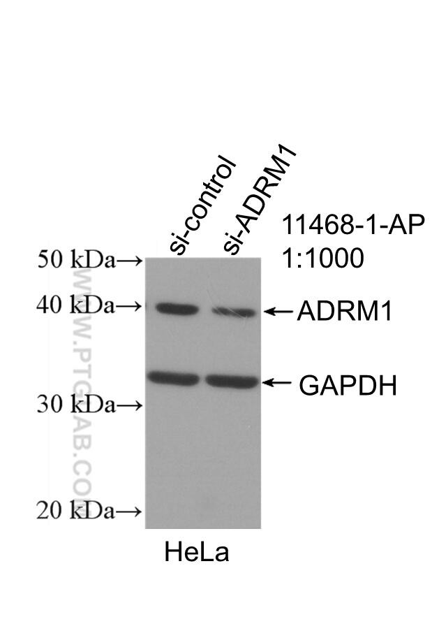 ADRM1 Antibody in Western Blot (WB)