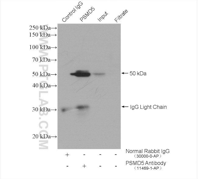 PSMD5 Antibody in Immunoprecipitation (IP)