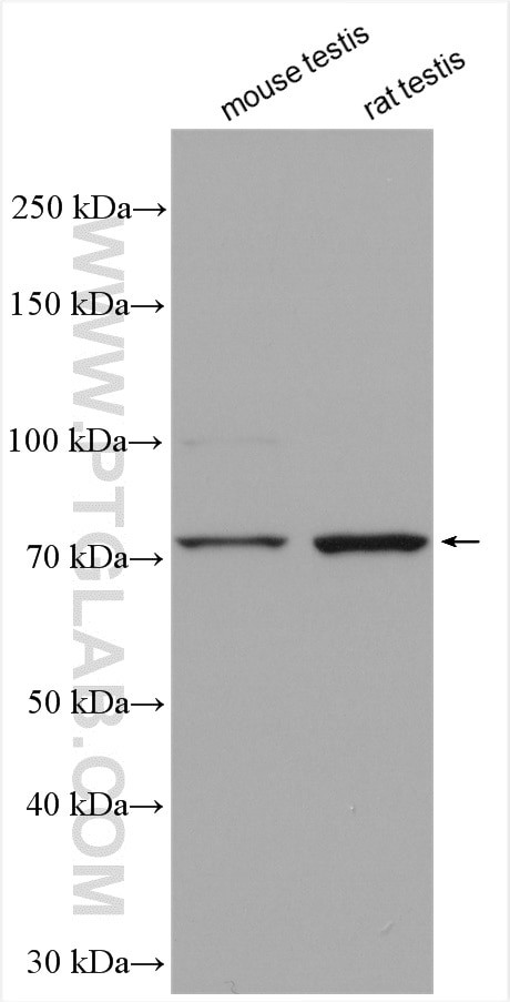 EFHC1 Antibody in Western Blot (WB)