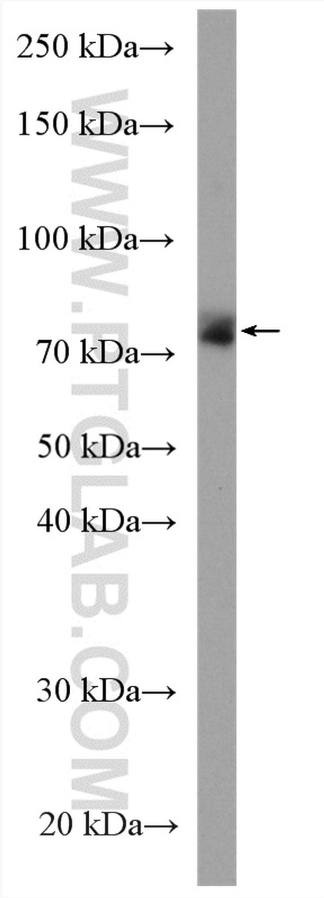 EFHC1 Antibody in Western Blot (WB)