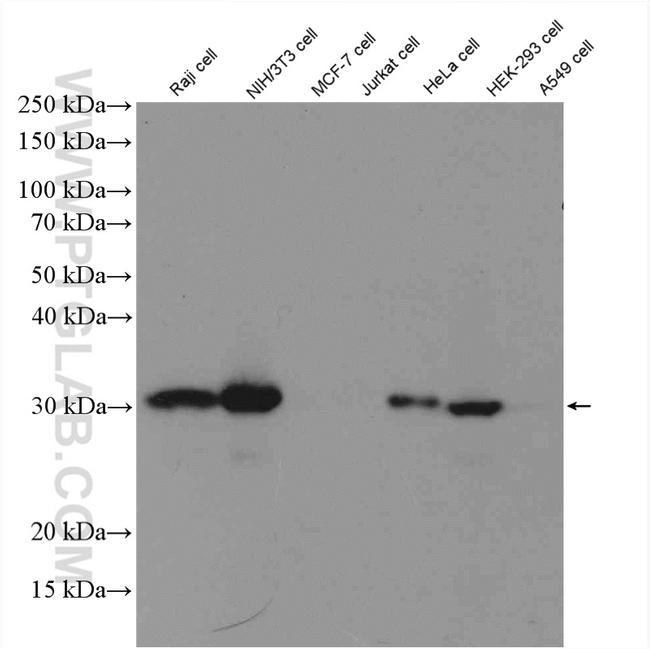 MTAP Antibody in Western Blot (WB)