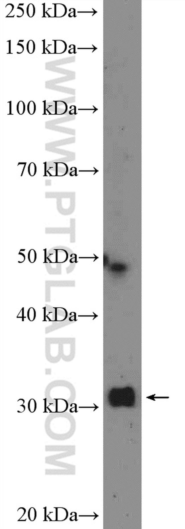 MTAP Antibody in Western Blot (WB)