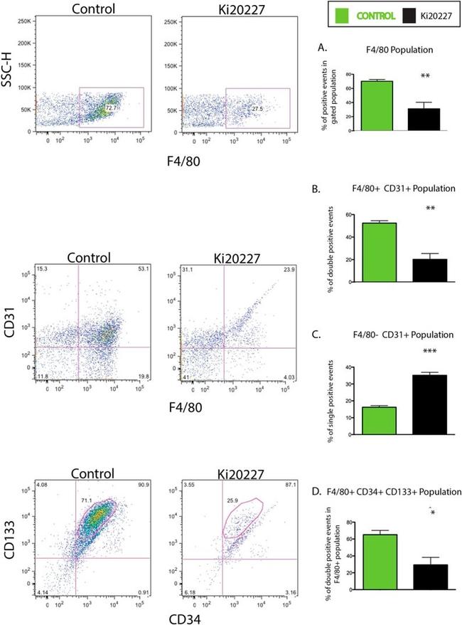 CD34 Antibody