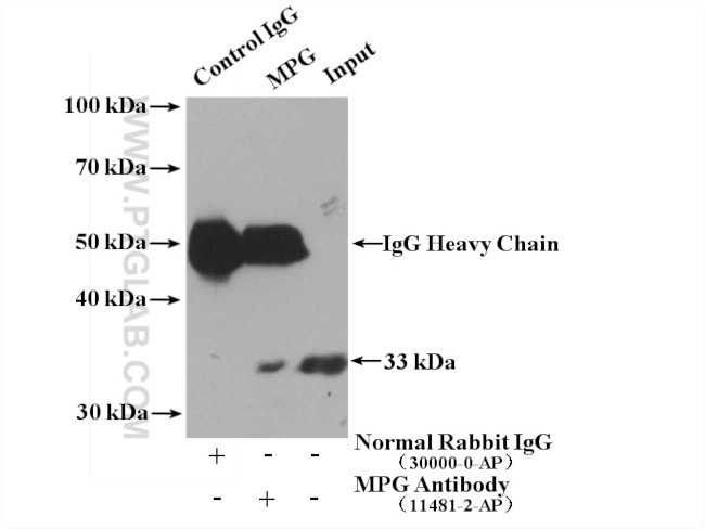 MPG Antibody in Immunoprecipitation (IP)