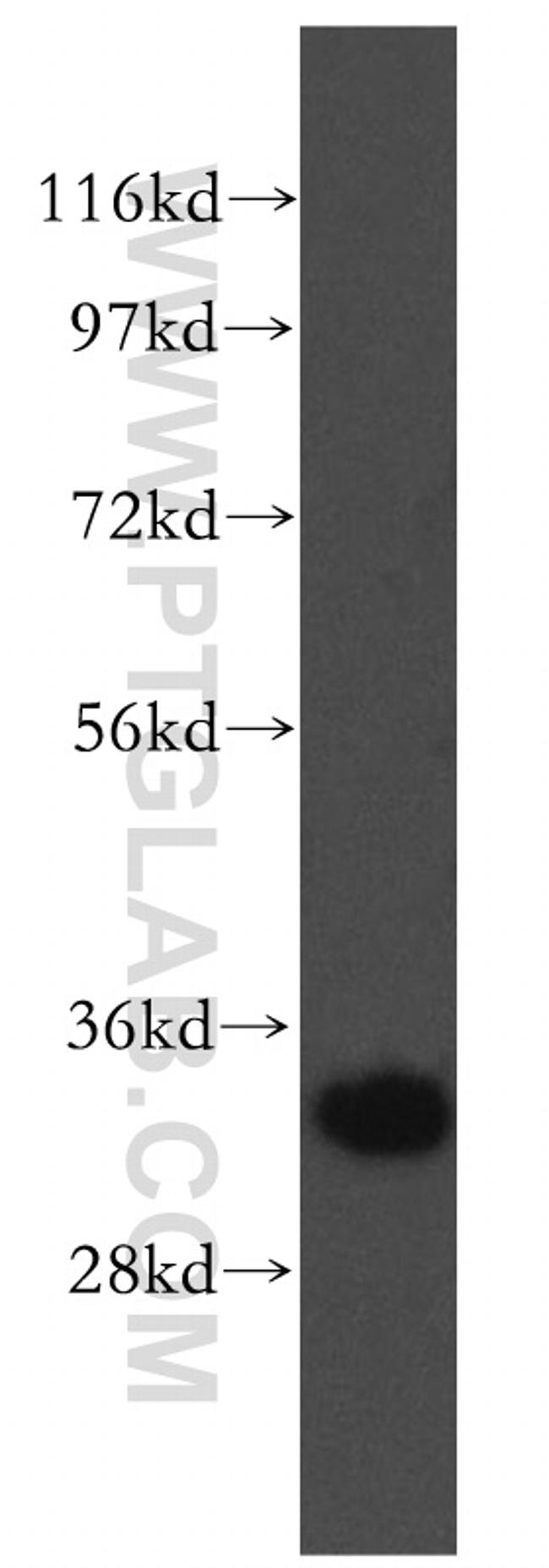 MPG Antibody in Western Blot (WB)