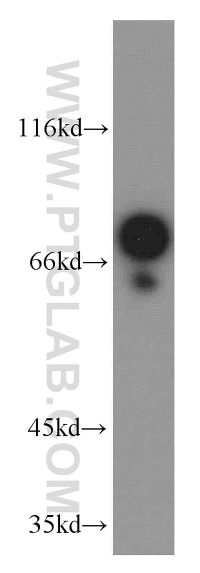 AGS3 Antibody in Western Blot (WB)