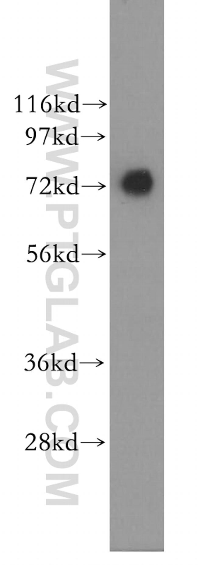 AGS3 Antibody in Western Blot (WB)