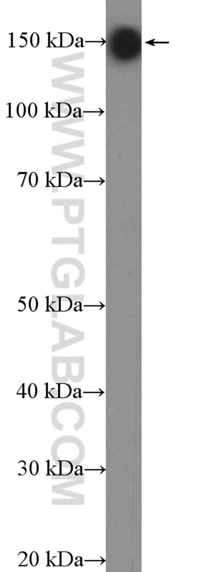 CAPS1 Antibody in Western Blot (WB)