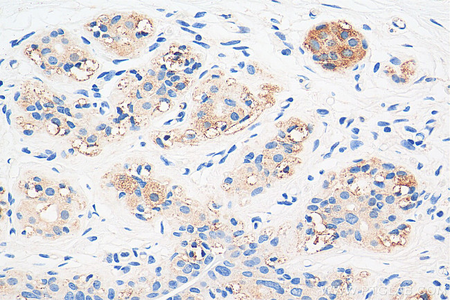 Apelin Antibody in Immunohistochemistry (Paraffin) (IHC (P))