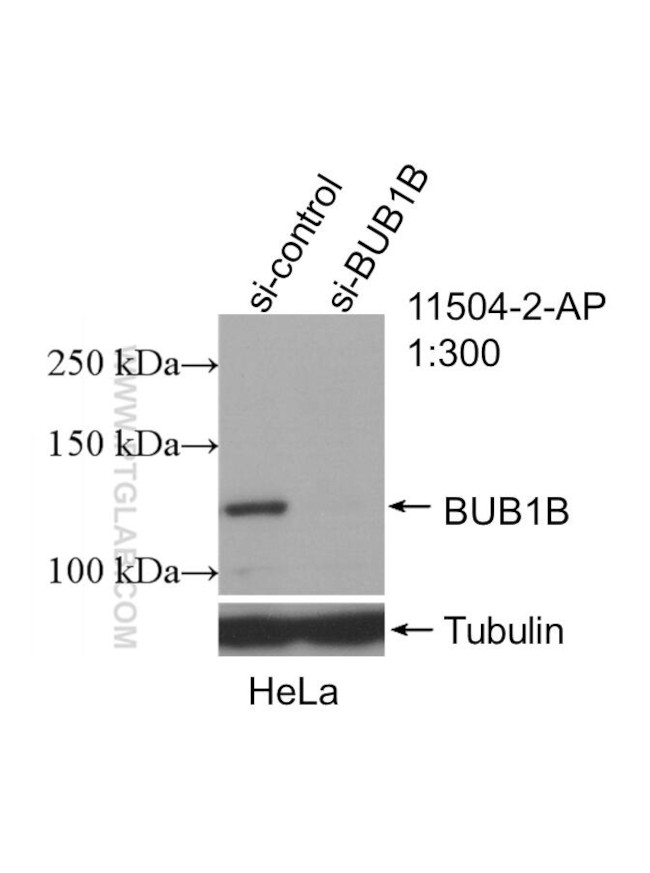 BubR1 Antibody in Western Blot (WB)