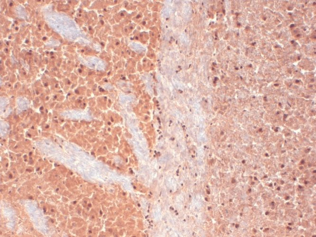 Cav3.2 Ca+2 Channel Antibody in Immunohistochemistry (Frozen) (IHC (F))