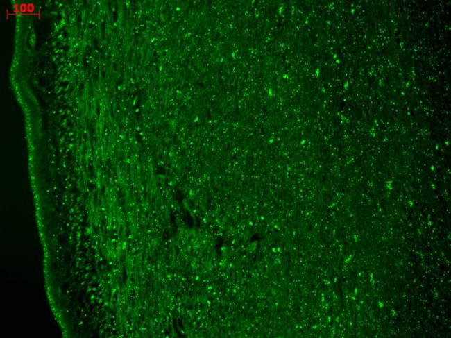 Cav3.2 Ca+2 Channel Antibody in Immunohistochemistry (Paraffin) (IHC (P))