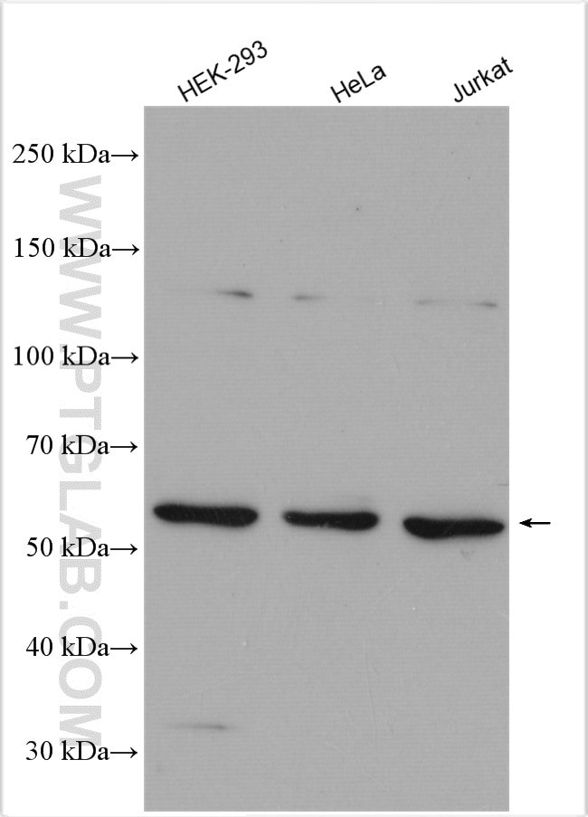 SNX4 Antibody in Western Blot (WB)