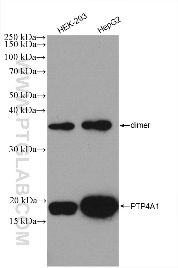 PTP4A1/PRL1 Antibody in Western Blot (WB)