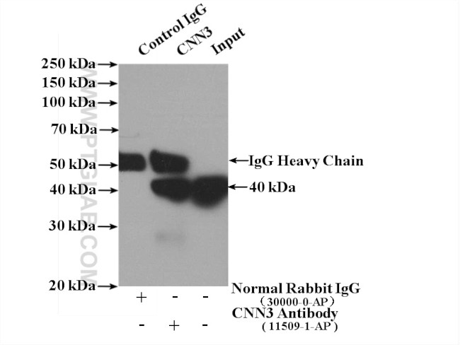 CNN3 Antibody in Immunoprecipitation (IP)