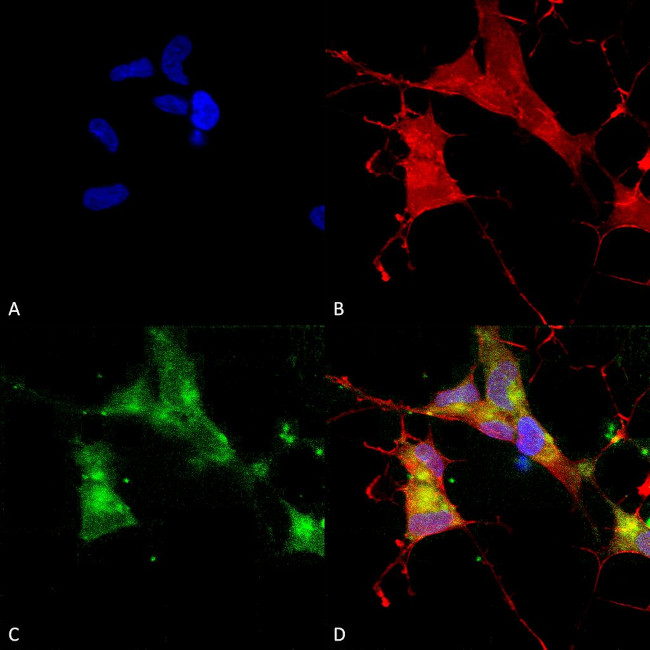 HCN4 Cyclic nucleotide-gated Channel Antibody in Immunocytochemistry (ICC/IF)