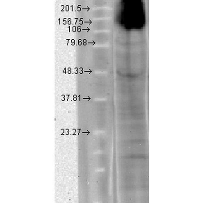 HCN4 Cyclic nucleotide-gated Channel Antibody in Western Blot (WB)